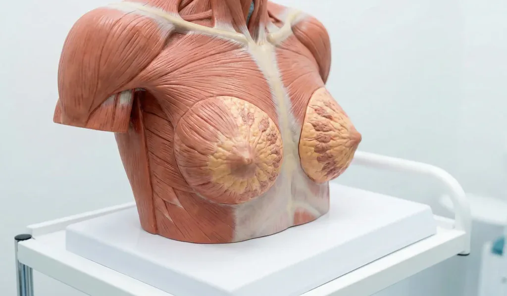 kadın g&ouml;ğ&uuml;s kasları ve bezler anatomi modeli