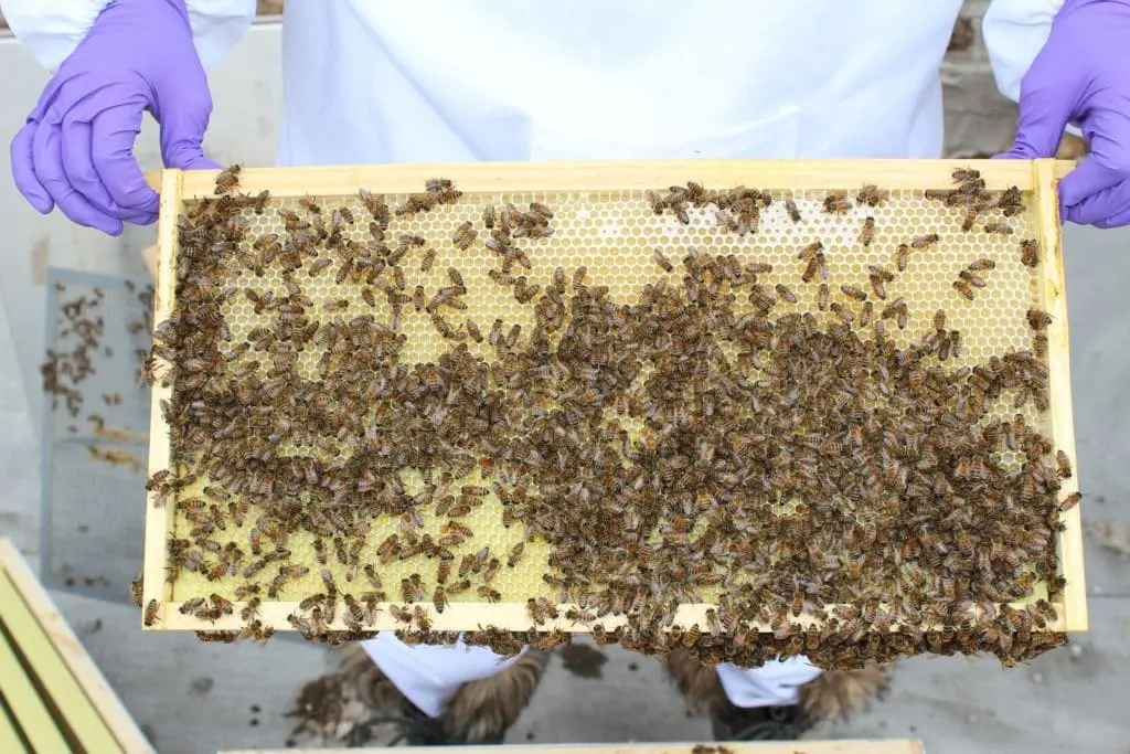 our honeybees