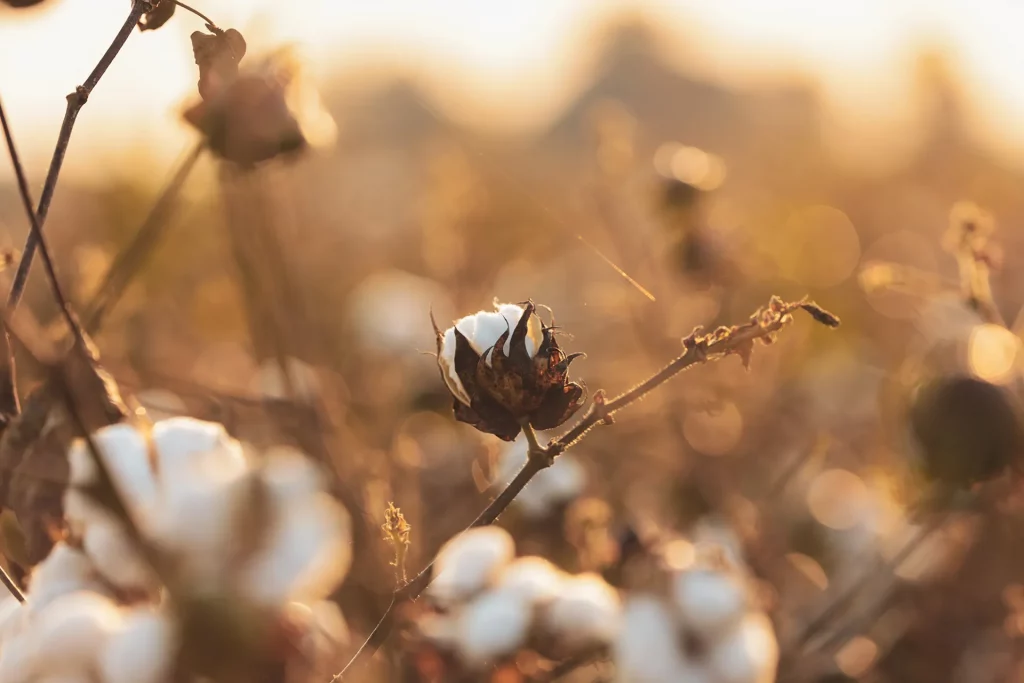 A field of Cotton