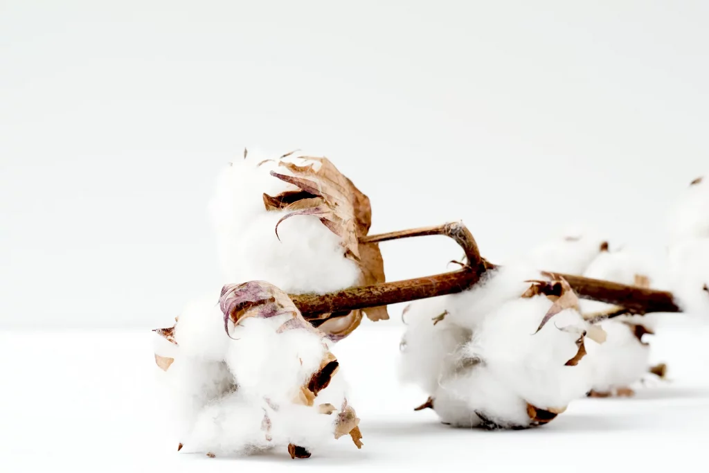 From Field to Fashion: Exploring the Journey of Cotton