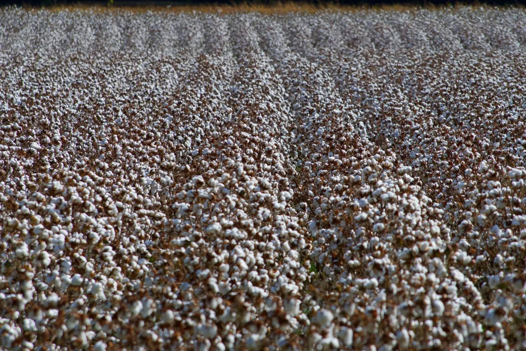Huge Cotton field, yielding a lot of cotton flowers