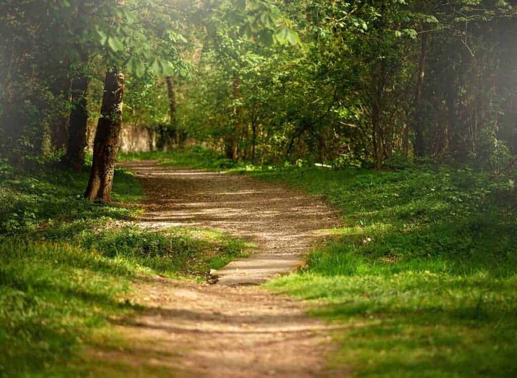 Dirt path winding through a green, sunlit forest with trees and grass on either side—one of the best places to visit for Poland travel, especially when exploring the natural beauty of Swietokrzyskie.