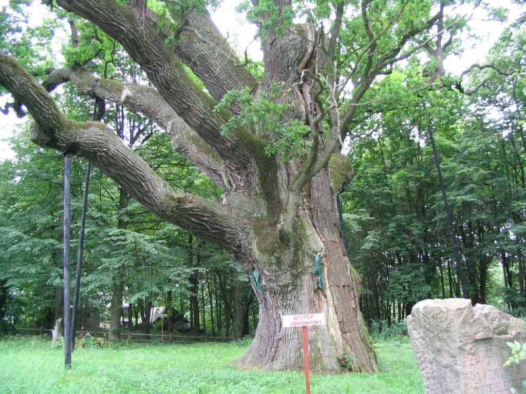 A large, old oak tree with thick branches stands in a grassy area near a forest in Swietokrzyskie, Poland; a small sign on a post in front reads “Stop.” This is one of the unique places to visit for nature lovers.