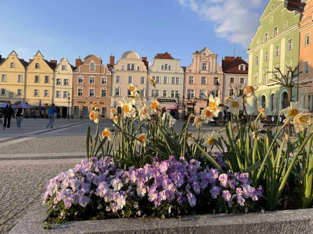 A flower bed with purple and yellow blooms in the foreground, colorful historic buildings, and people walking in a town square in Bolesławiec, Poland&mdash;one of the top things to do in Bolesławiec.