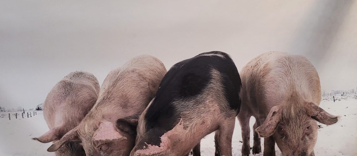 11 dierencommunicatie wanneer zijn we gestopt....