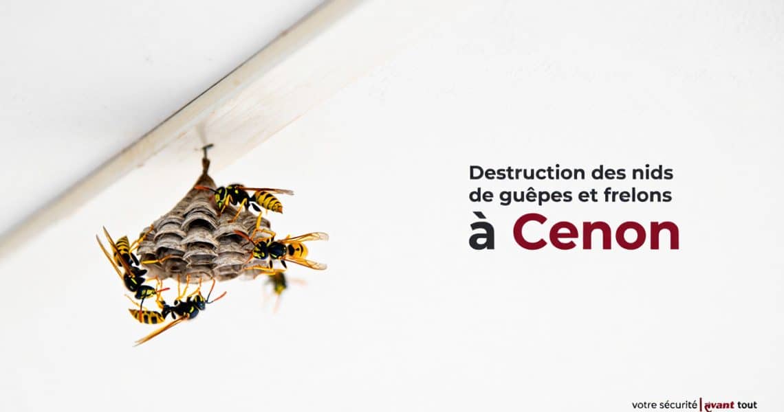 Destruction des nids de guêpes et frelons à Cenon Destruction des nids de guêpes et frelons à Cenon