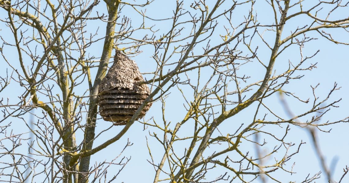 Un nid de frelons abandonné