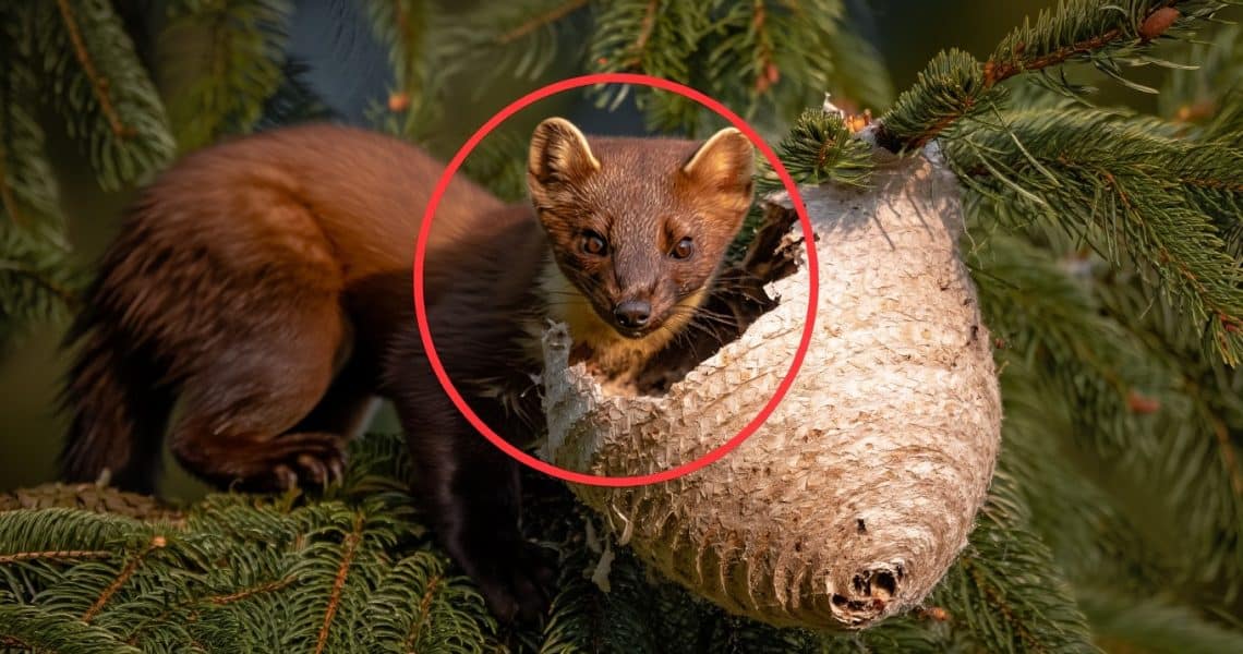 martre disco Un nouveau prédateur pour le frelon asiatique, la martre
