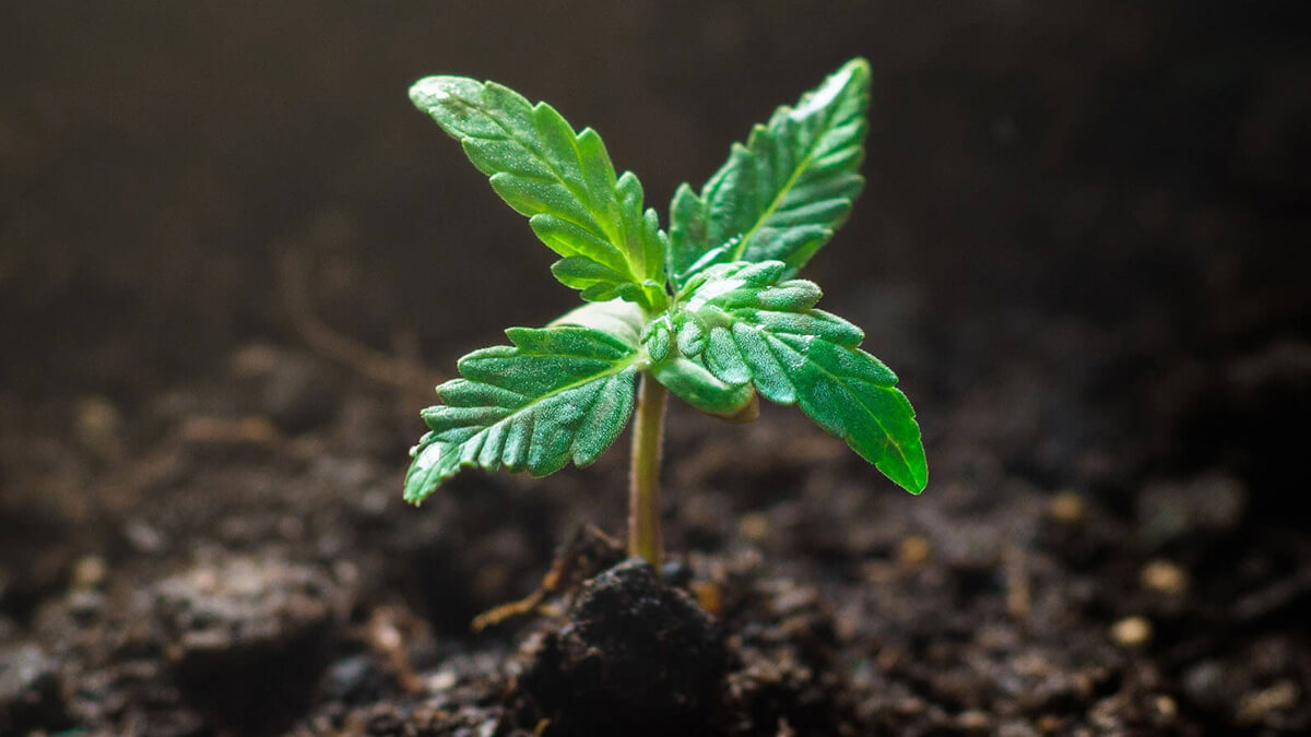 Cannabis plant in seedling stage