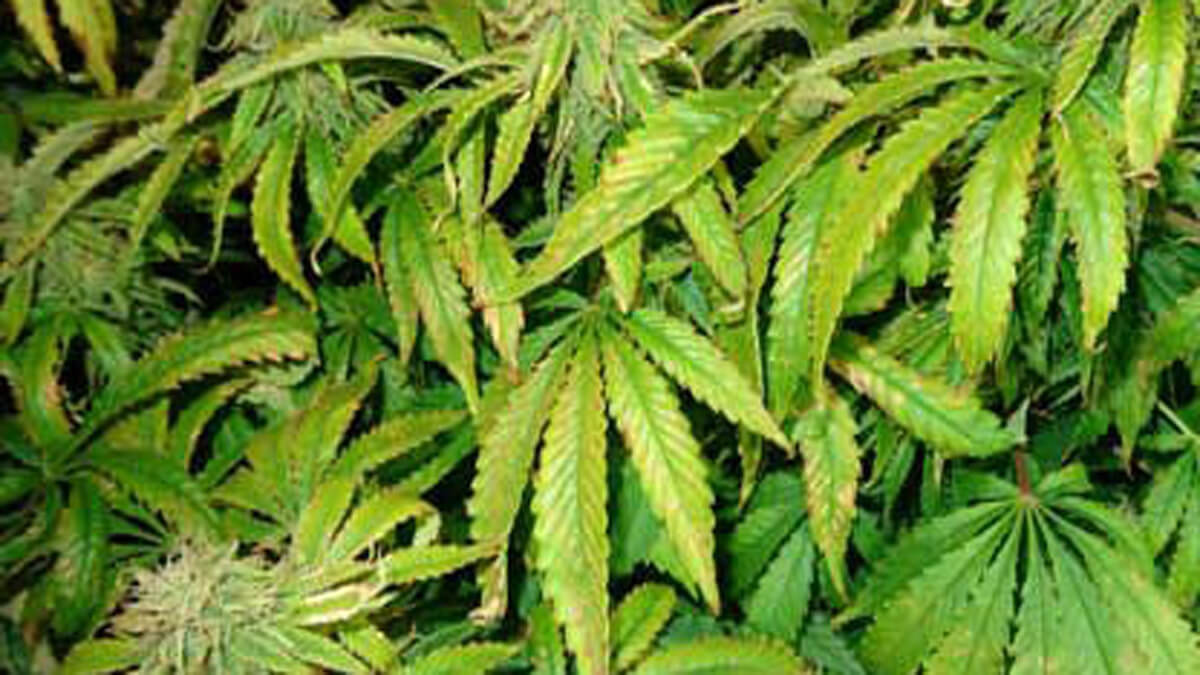 heat stress cannabis plant