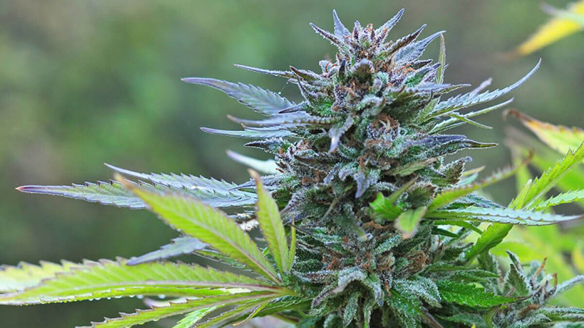 Grow Cannabis Buds to Maximise your Harvest