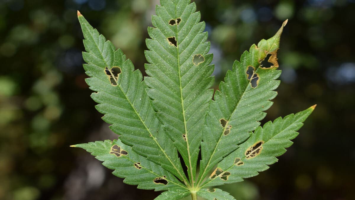 Caterpillar damaged cannabis leaf