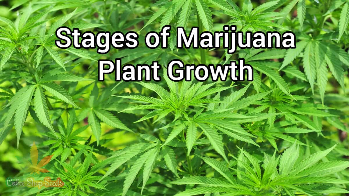 Stages of Marijuana Plant Growth