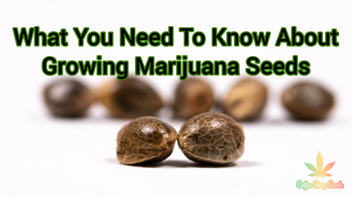 Growing Marijuana Seeds