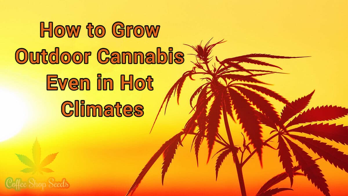 How to Grow Outdoor Cannabis Even in Hot Climates