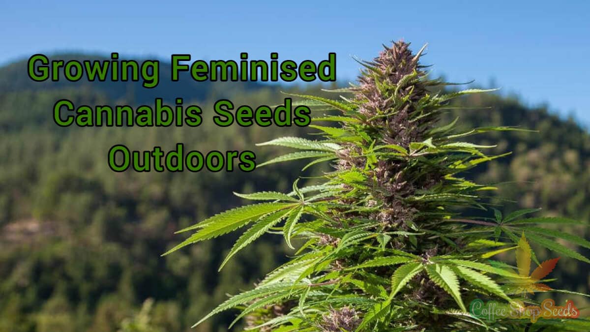 Growing Feminised Cannabis Seeds Outdoors