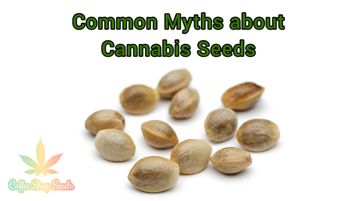 Common Myths about Cannabis Seeds