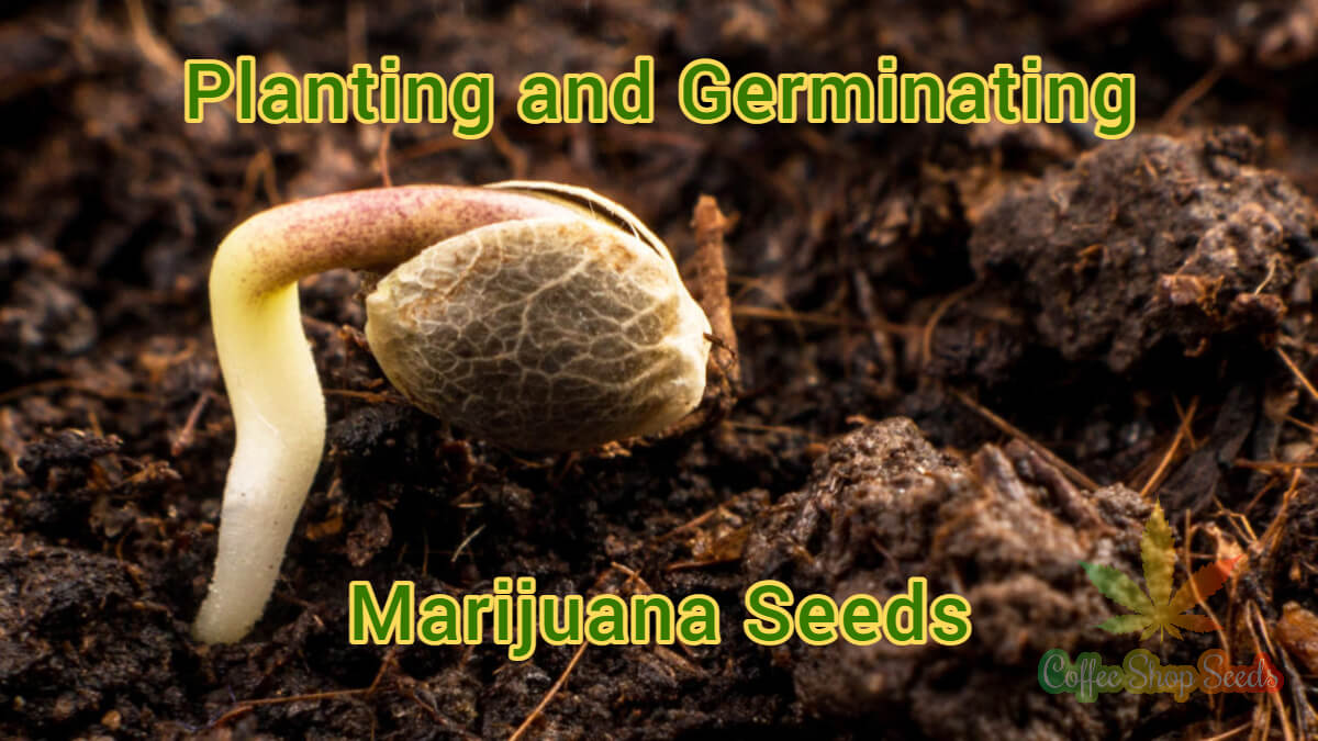 Planting and Germinating Marijuana Seeds