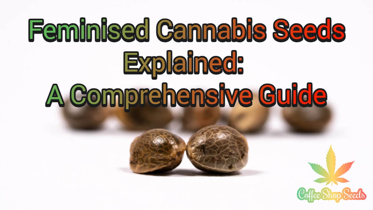 Feminised Cannabis Seeds Explained: A Comprehensive Guide