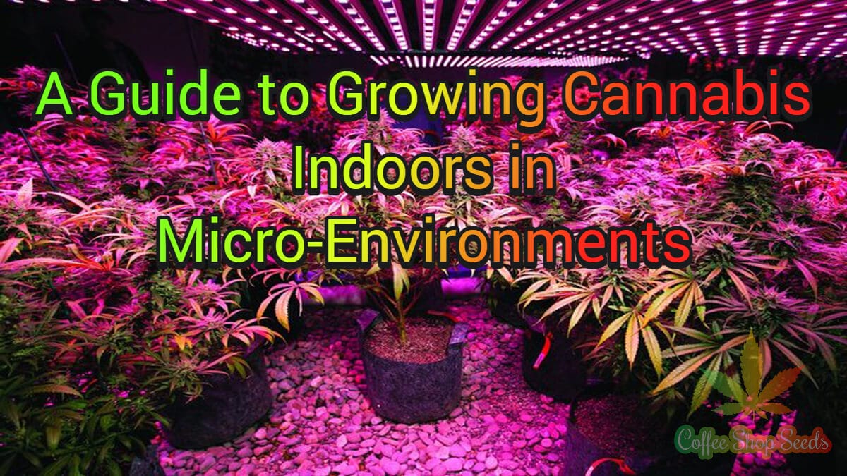 A Guide to Growing Cannabis Indoors in Micro-Environments