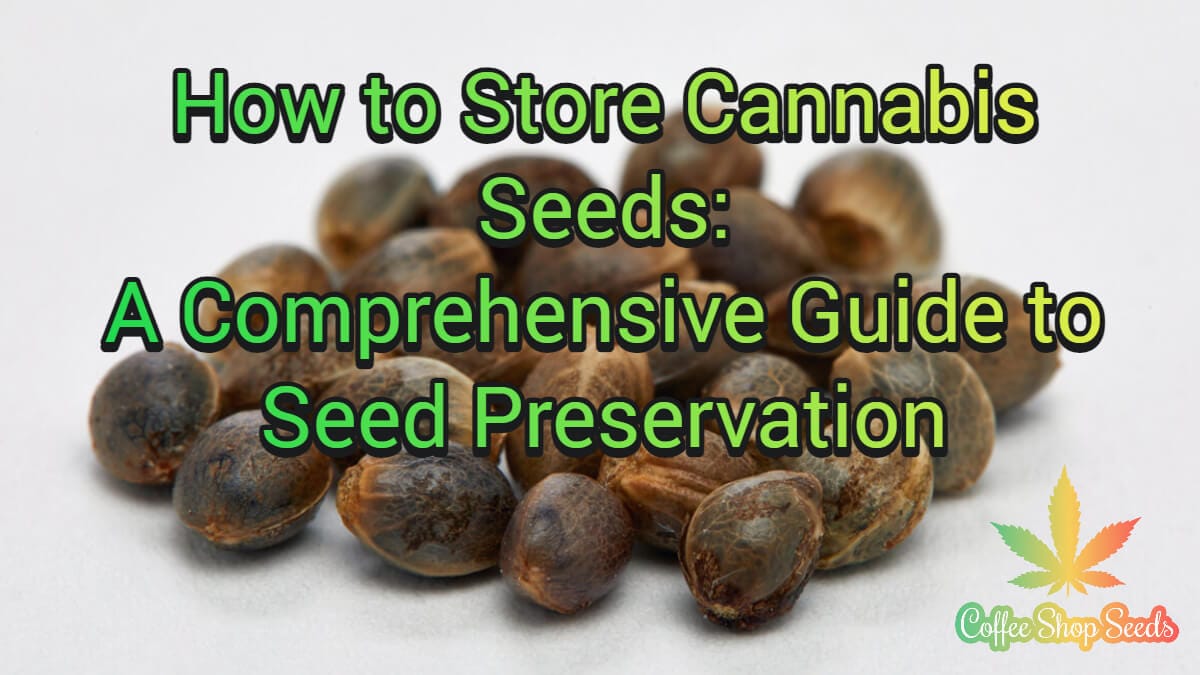 How to Store Cannabis Seeds: