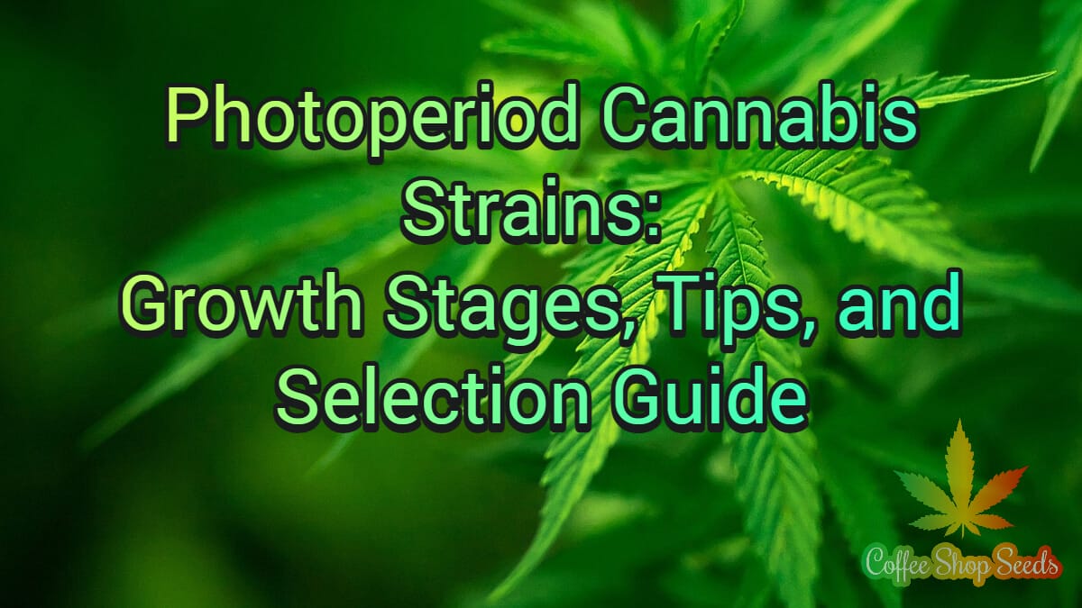 Photoperiod Cannabis Strains: Growth Stages, Tips, and Selection Guide