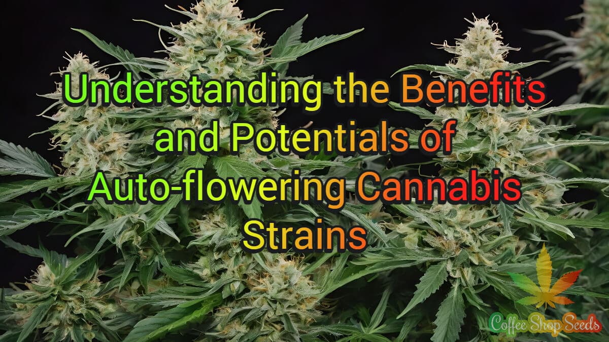 Auto-flowering Cannabis Strains