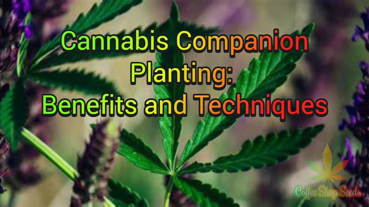 Cannabis Companion Planting