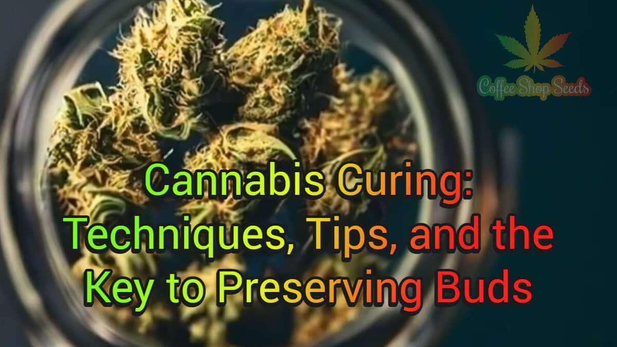the Art of Cannabis Curing: Techniques, Tips, and the Key to Preserving Buds