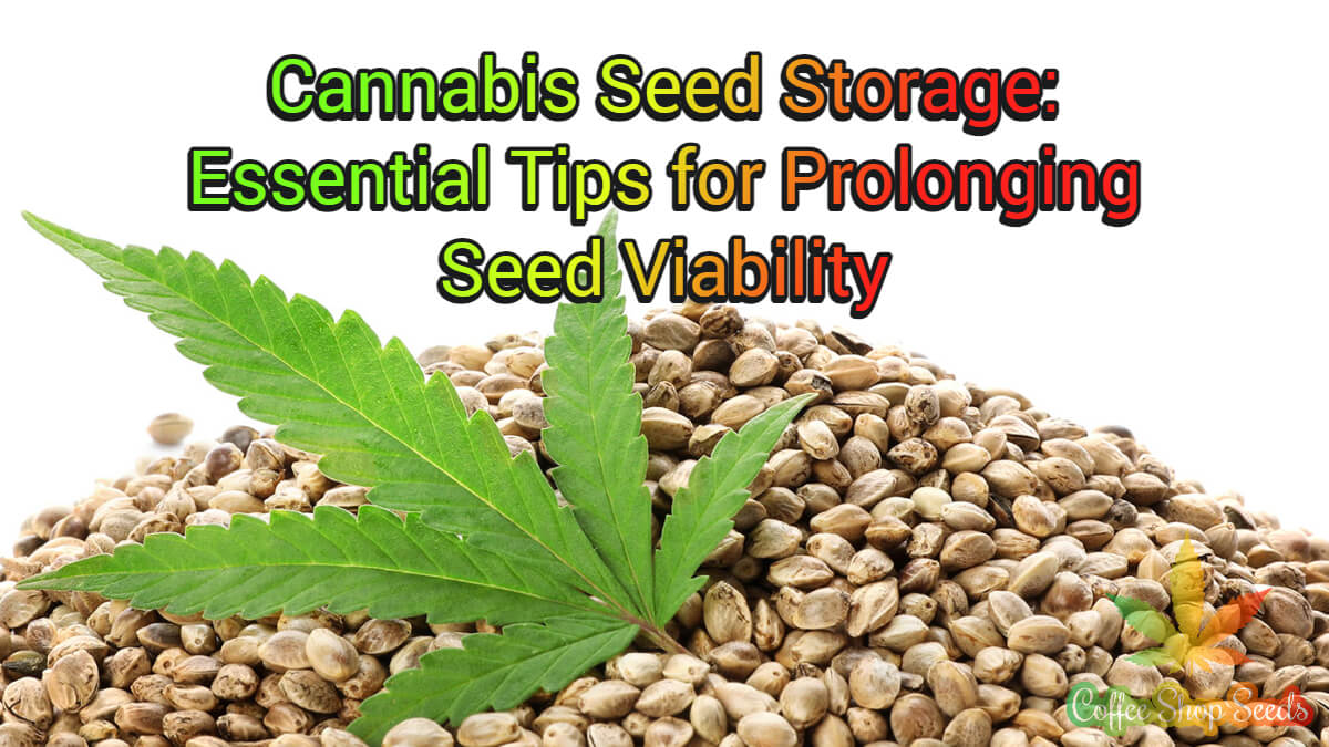 Cannabis Seed Storage: Essential Tips for Prolonging Seed Viability