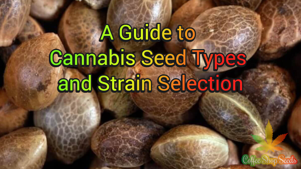 A Guide to Cannabis Seed Types and Strain Selection