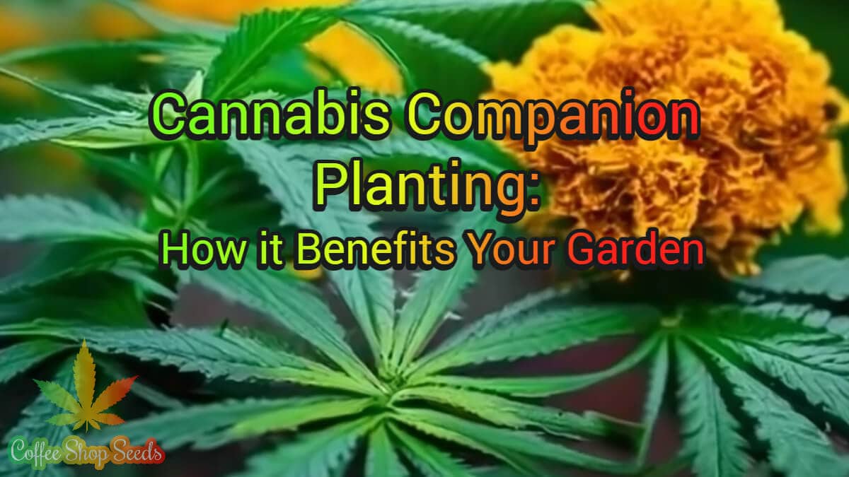 Cannabis Companion Planting: How it Benefits Your Garden