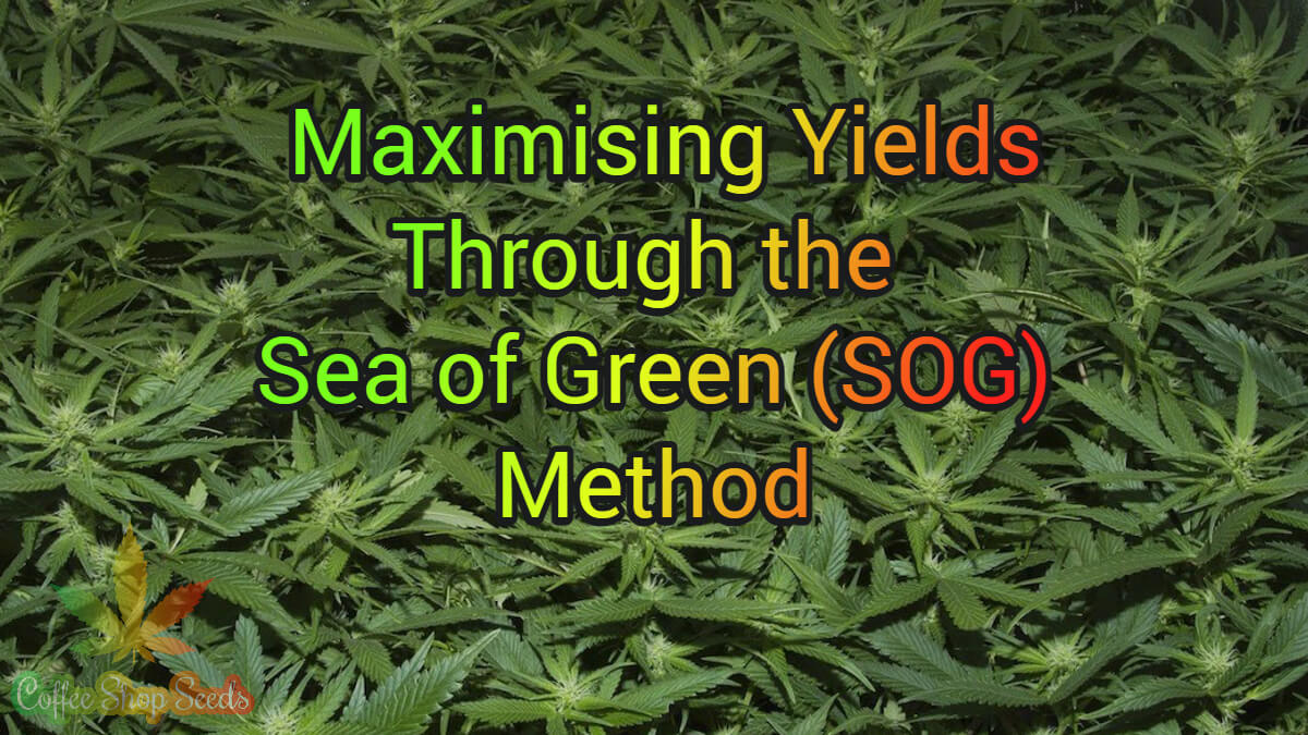 Maximising Yields Through the Sea of Green (SOG) Method