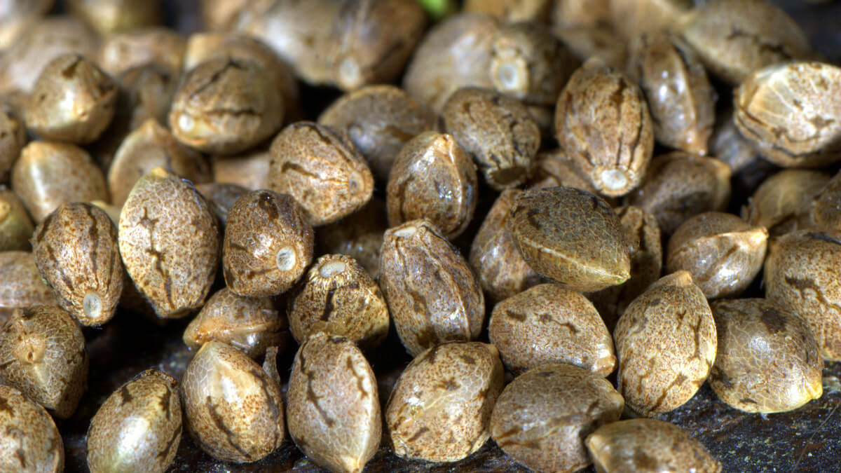 Sourcing Healthy Cannabis Seeds