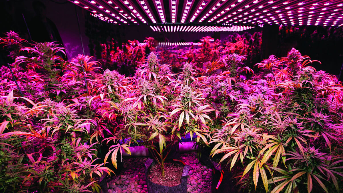 The Light Cycle for Cannabis Growth & Yield