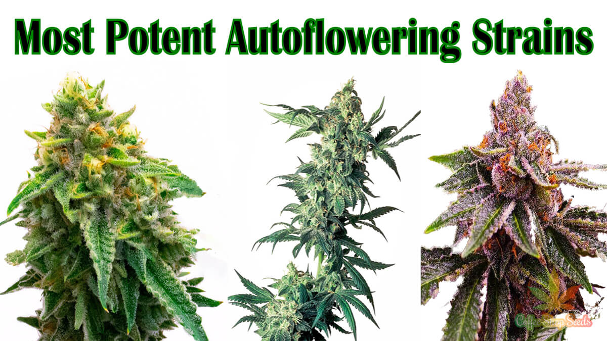 Most potent autoflowering strains in the UK