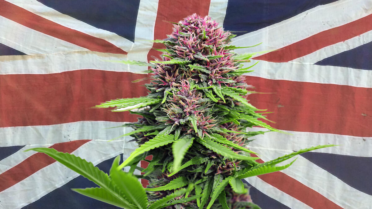 Growing Cannabis Outdoors in the UK