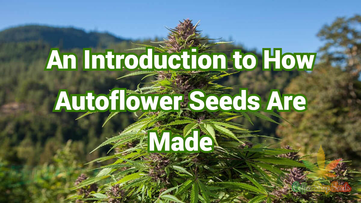 Introduction to How Autoflower Seeds Are Made
