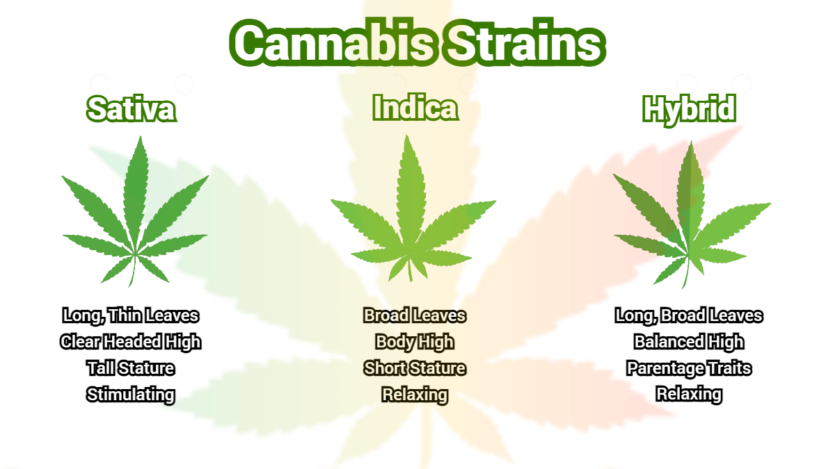 different cannabis strains