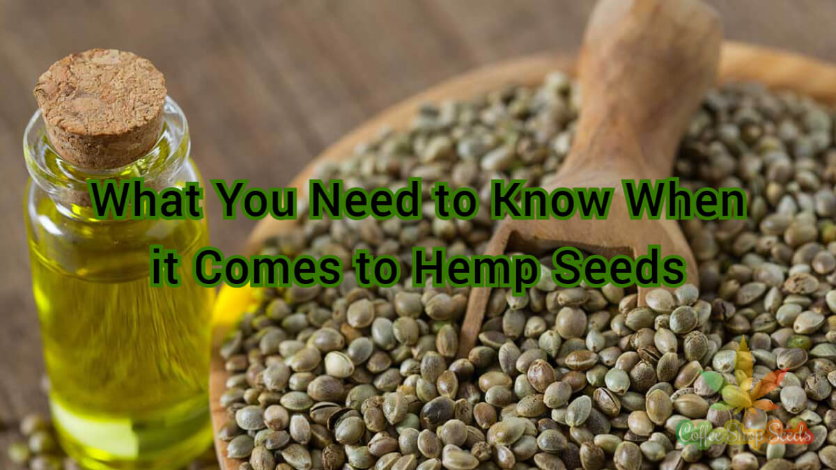 What You Need to Know When it Comes to Hemp Seeds