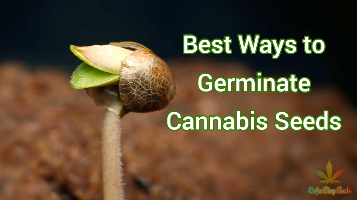 Best Ways to Germinate Cannabis Seeds