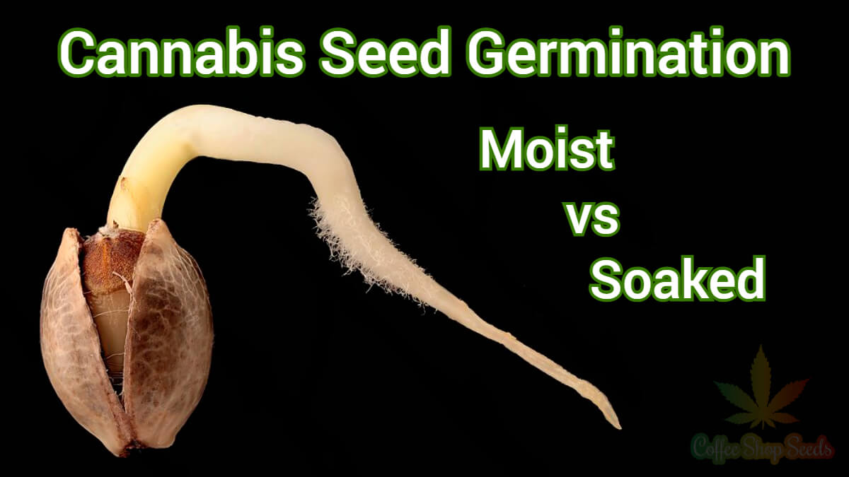 Cannabis Seed Germination: Moist vs Soaked