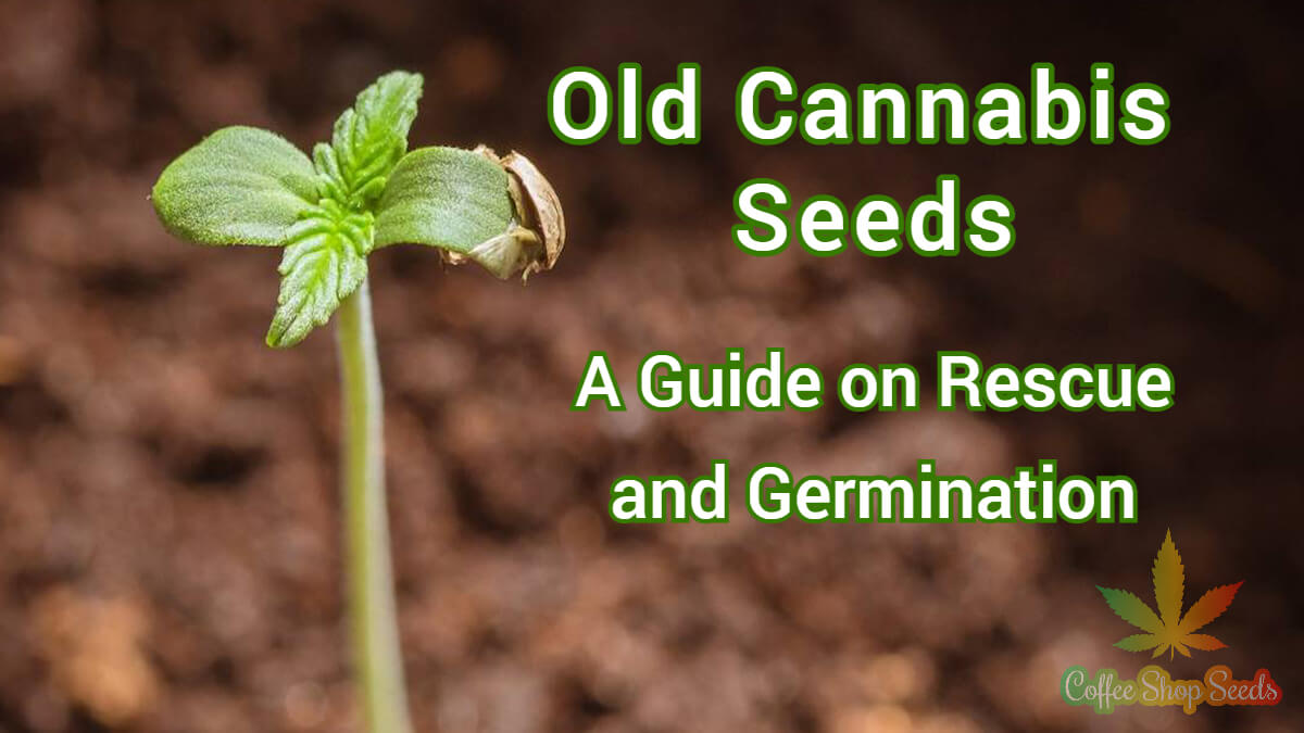 Old Cannabis Seeds - A Guide on Rescue and Germination