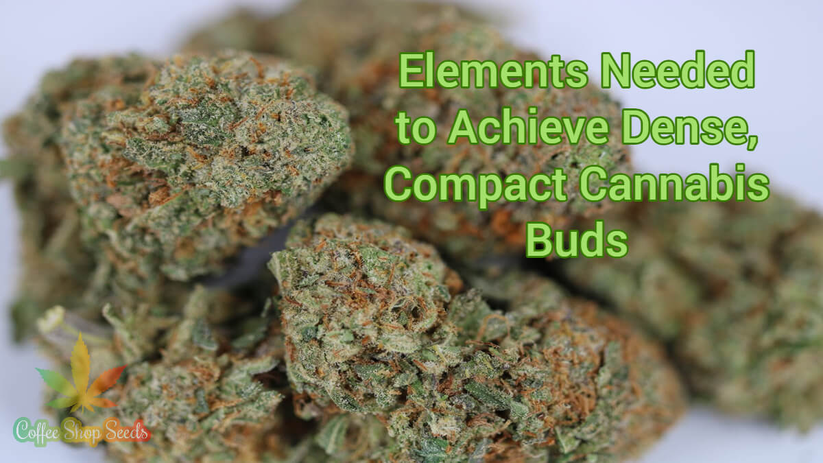 Elements Needed to Achieve Dense, Compact Cannabis Buds