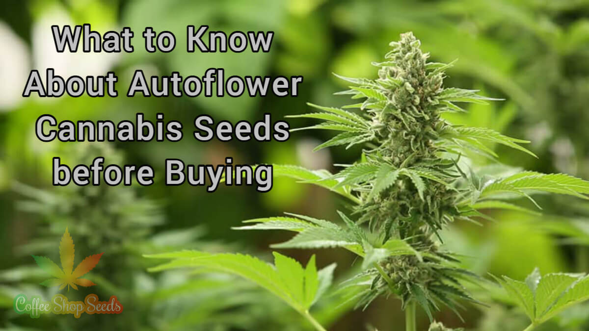 What to Know About Autoflower Cannabis Seeds before Buying