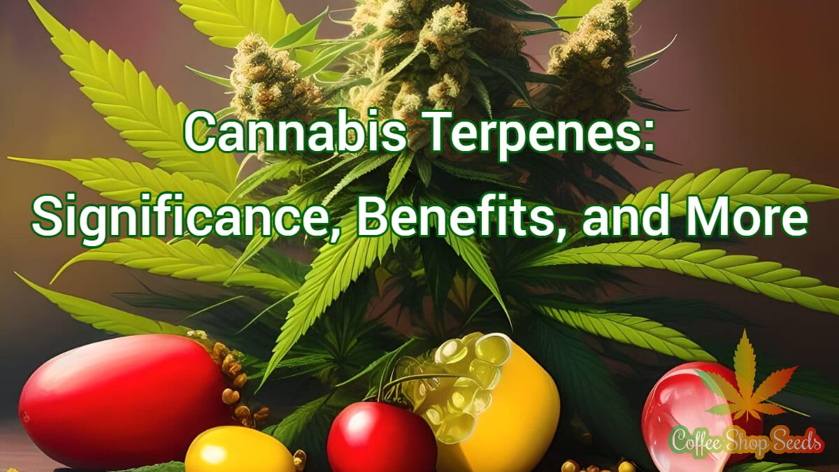 Cannabis Terpenes: Significance, Benefits, and More