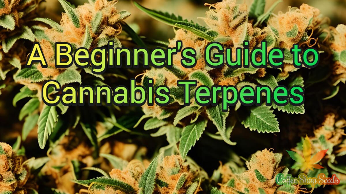 A Beginner's Guide to Cannabis Terpenes
