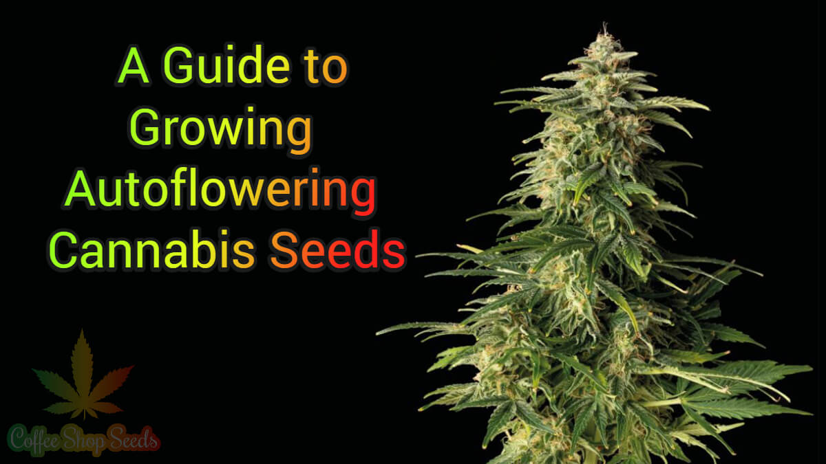 Growing Autoflowering Cannabis Seeds