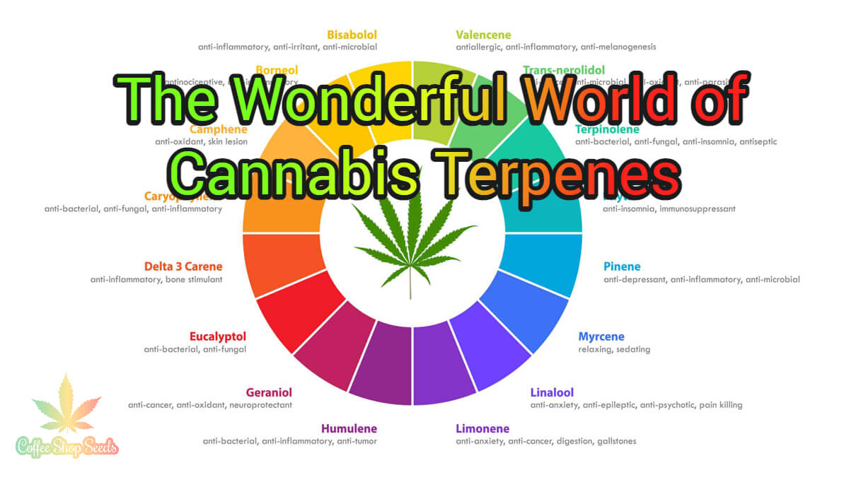 The Wonderful World of Cannabis Terpenes