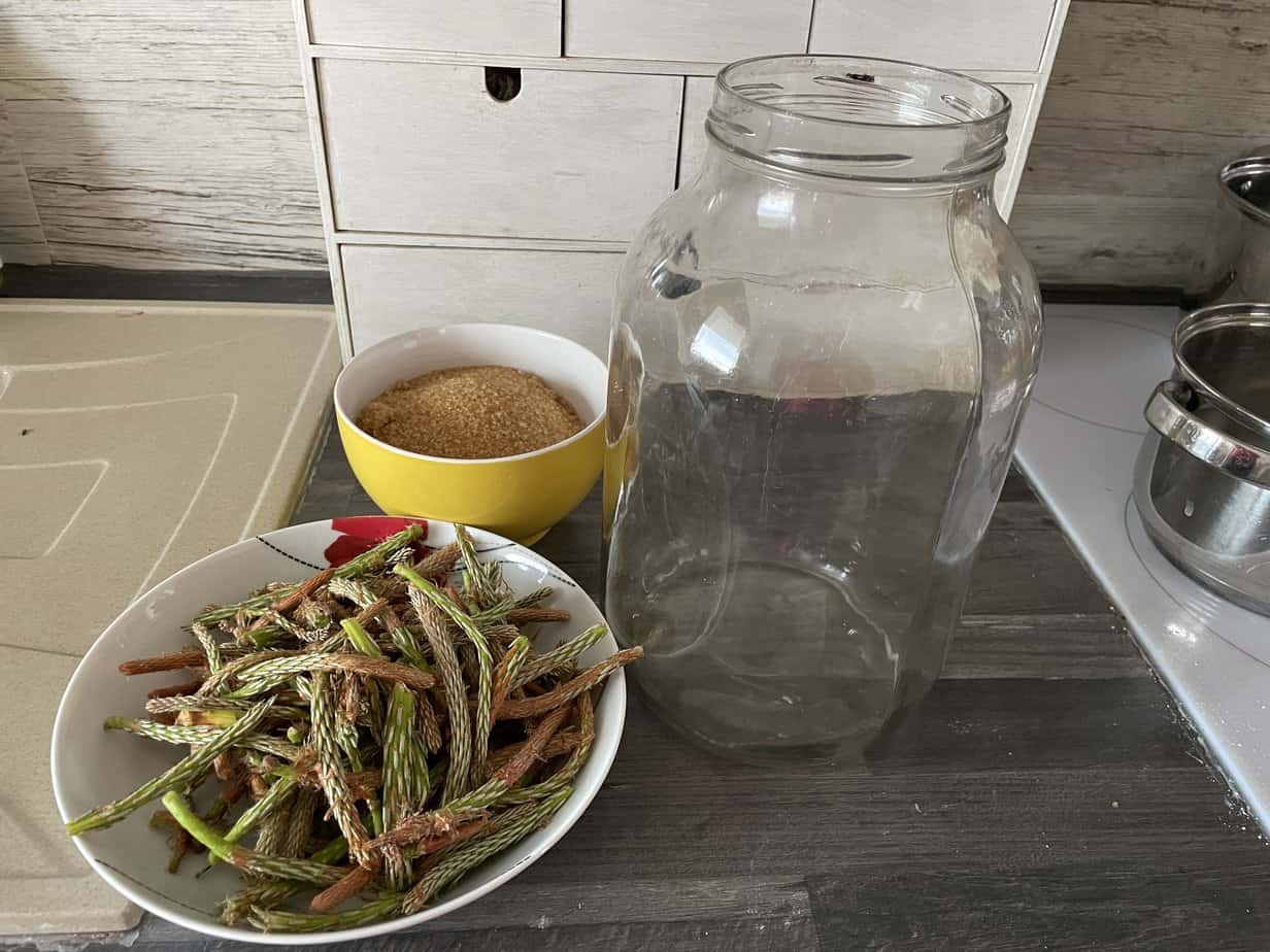 All the ingredients required for pine shoot syrup.